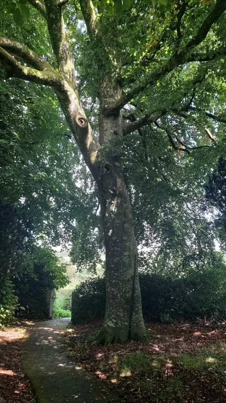 Beech tree – St Thomas of Canterbury Church, Northlew Devon