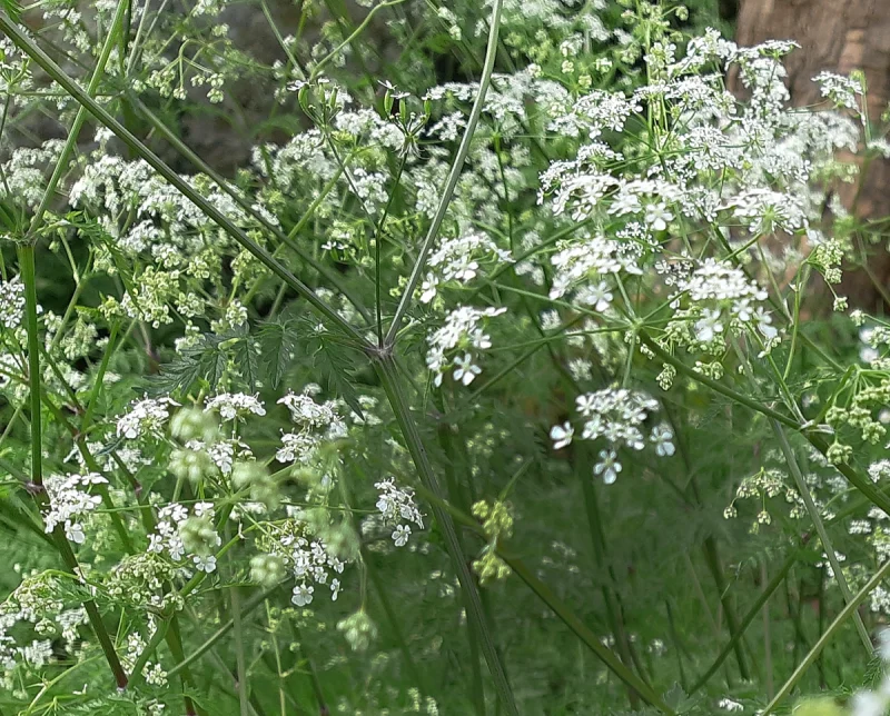 Cow parsley