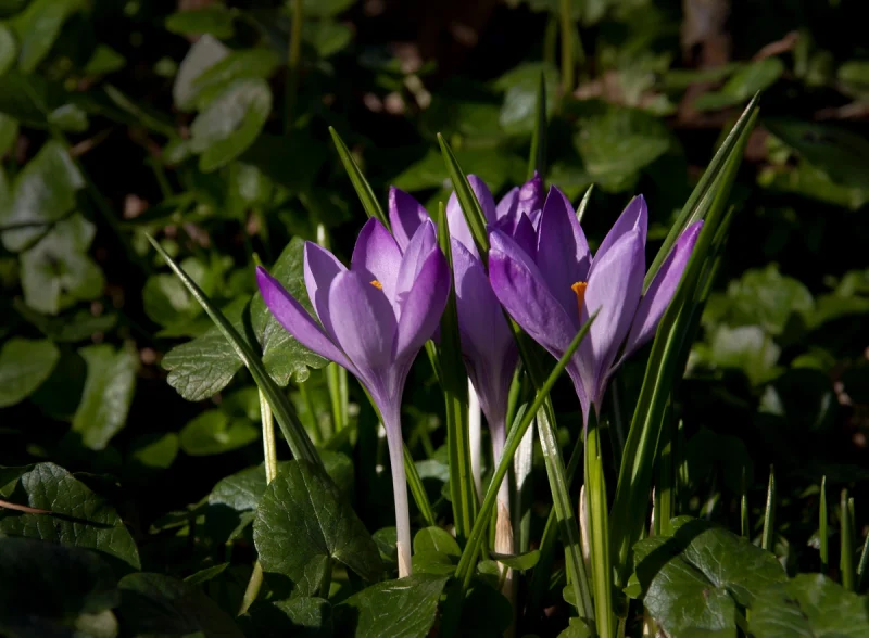 Crocus