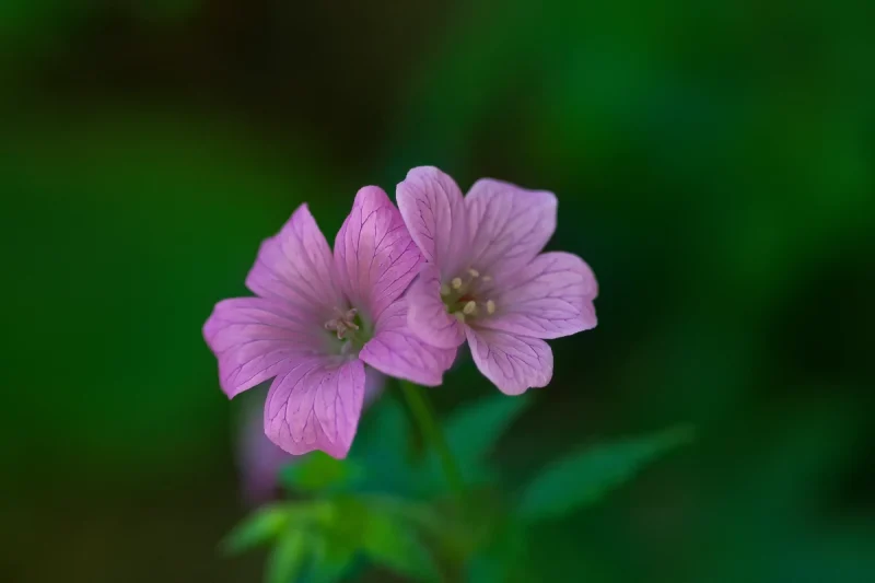 Geranium flower