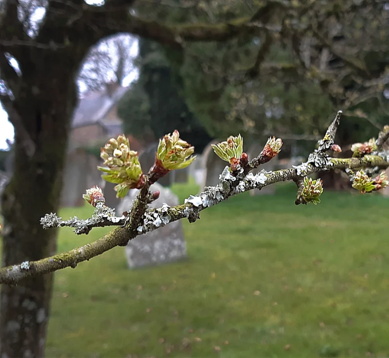 Glastonbury thorn