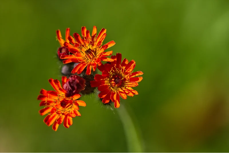 Hawkbit – St Thomas of Canterbury Church, Northlew Devon