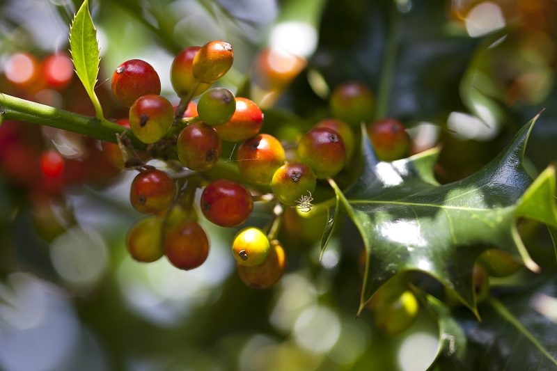 Holly berries