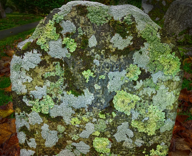 Lichen – St Thomas of Canterbury Church, Northlew Devon