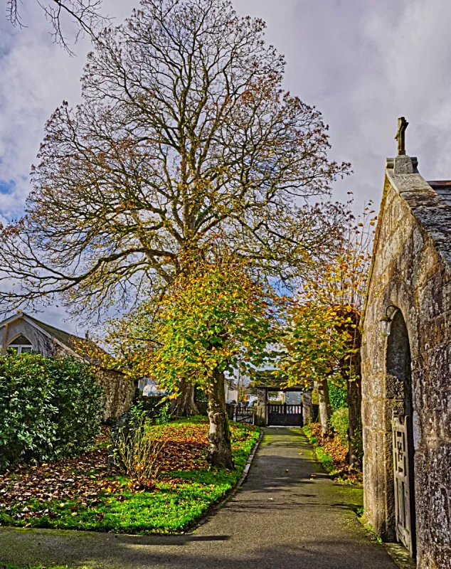 Lime trees – St Thomas of Canterbury Church, Northlew Devon
