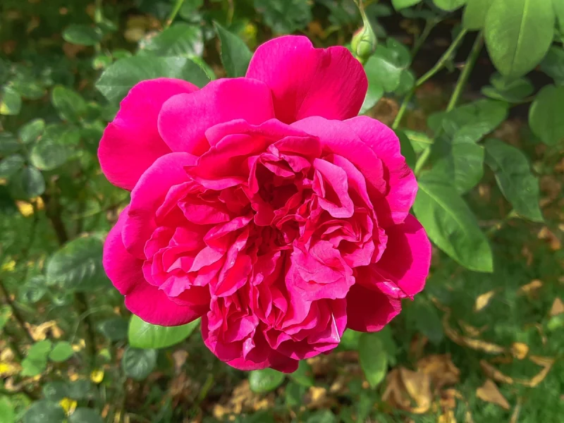 St Thomas rose