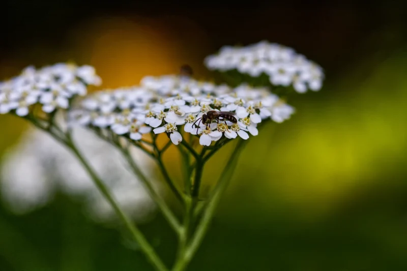 Yarrow – St Thomas of Canterbury Church, Northlew Devon