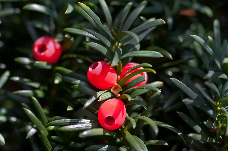 Yew berries